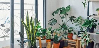 Exceptional Indoor Garden Ideas That Would Show Your Creativity