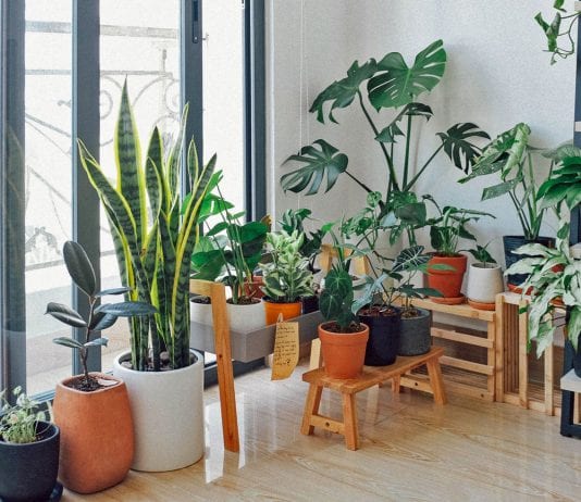 Exceptional Indoor Garden Ideas That Would Show Your Creativity