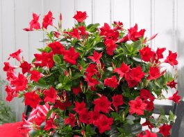 How to grow mandevilla