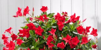 How to grow mandevilla