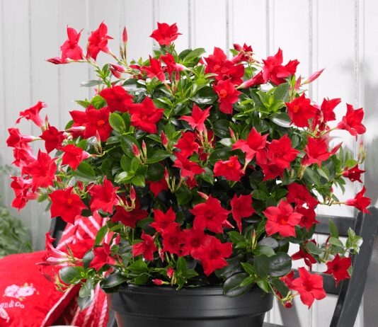 How to grow mandevilla