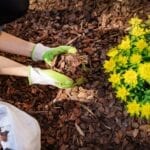What is Mulch