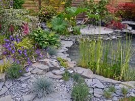 best plant ideas for water garden