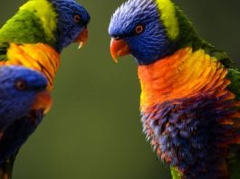 best proven ideas on making your backyard bird friendly