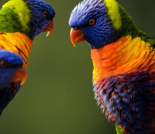 best proven ideas on making your backyard bird friendly