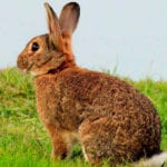 best rabbit repellent