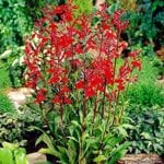 cardinal flowers