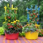 colorful urban gardening
