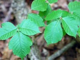 easy ways to deal with the growth of poison ivy