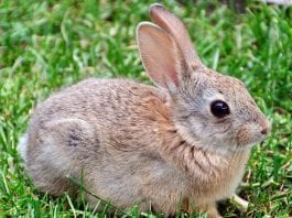 how to protect your garden and fight off plant eating rabbits