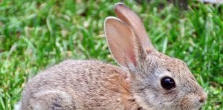 how to protect your garden and fight off plant eating rabbits