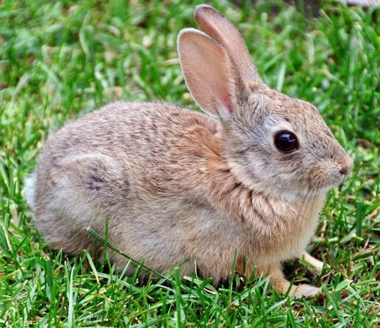how to protect your garden and fight off plant eating rabbits