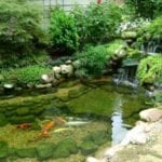japanese pond