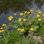 marsh marigold