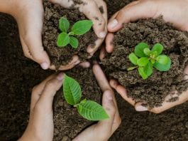 planting a tree in your backyard