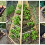 raised pyramid
