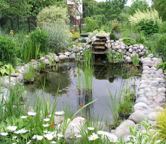 top 5 best water garden ideas