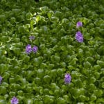 water hyacinth