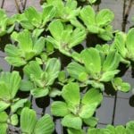water lettuce