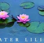 water lillies