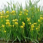 yellow flag iris
