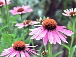 Fighting With Coronavirus - Antiviral And Antibacterial Plants