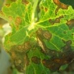 Phoma Blight