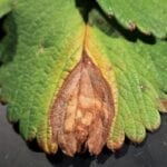 Phoma Blight1