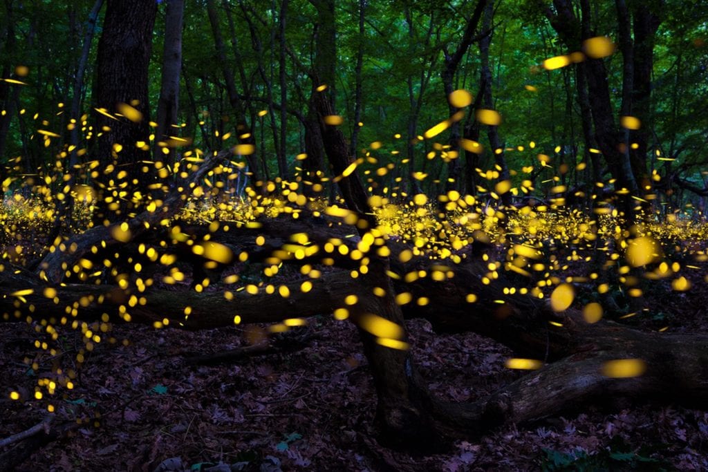 are fireflies beneficial to gardens