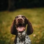 dog1