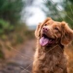 dog2