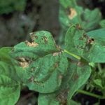 fighting phoma blight in plants