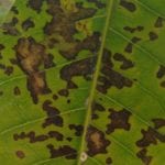fighting phoma blight in plants image