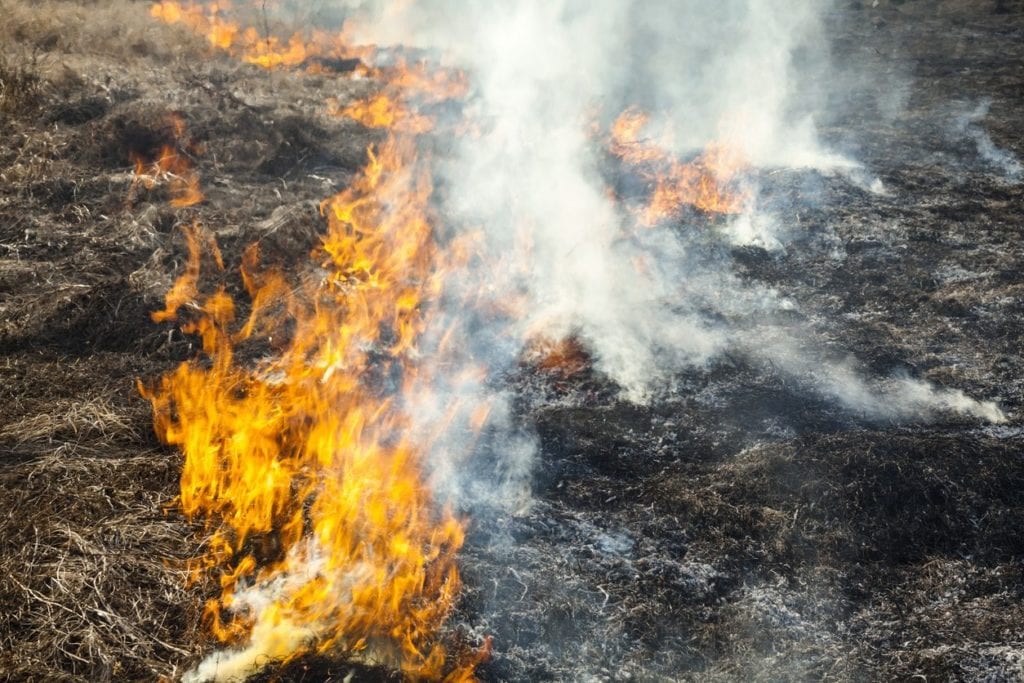 gettting rid of thatch using fire