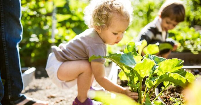 growing a garden with your toddler