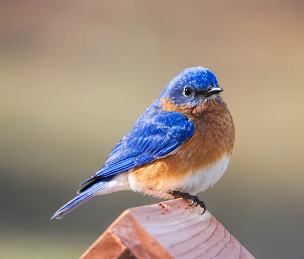 how to attract bluebirds into your garden