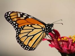 how to attract monarch butterflies into your garden