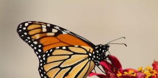 how to attract monarch butterflies into your garden