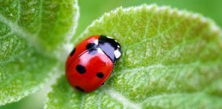 how to let insects into your garden and its importance