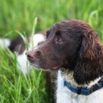 how to protect garden plants from dogs