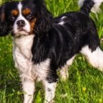 how to protect garden plants from dogs image