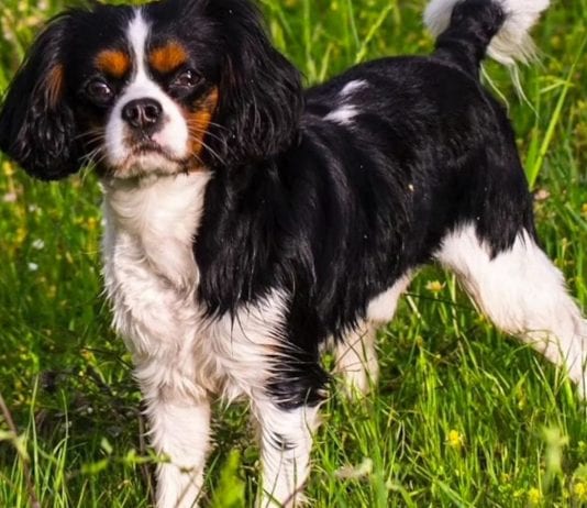how to protect garden plants from dogs