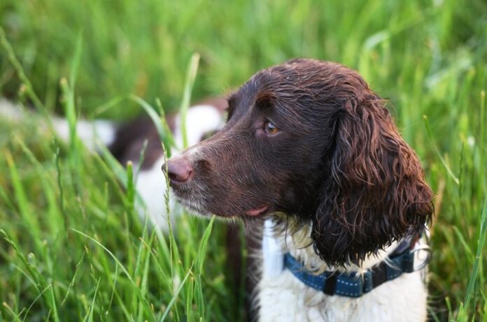 how to protect garden plants from dogs