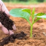how to use compost as soil amendment