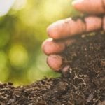 how to use compost as soil amendment image