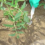 how to use soil drenches in gardens image