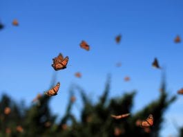The Importance Of Attracting Butterflies Into Your Garden
