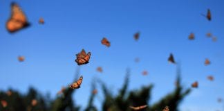 The Importance Of Attracting Butterflies Into Your Garden