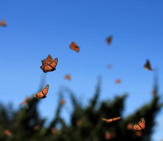 The Importance Of Attracting Butterflies Into Your Garden