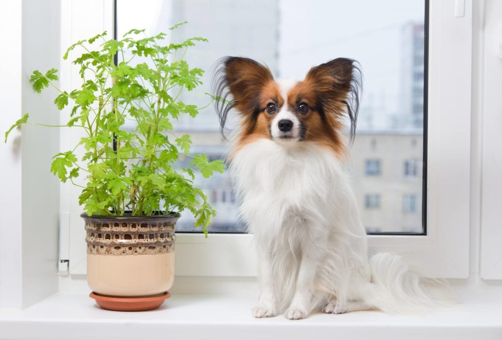 safe houseplants for dogs